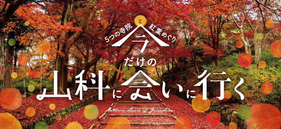 京都市交通局×JR 5つの寺院と紅葉めぐり 今だけの山科に会いに行く