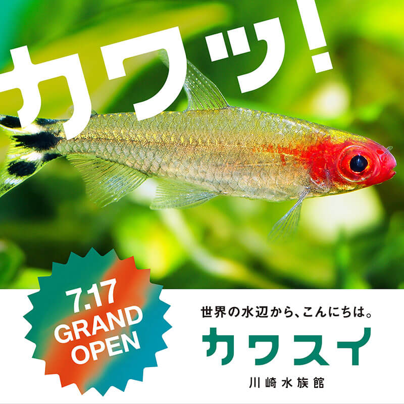 カワスイ 川崎水族館